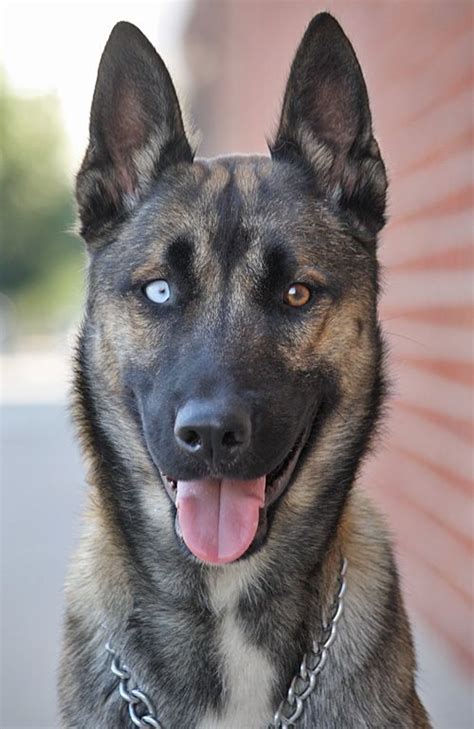 Malinois Shepherd Mix, Belgian Malinois German Shepherd Mix.. so handsome ... - In this video he ...