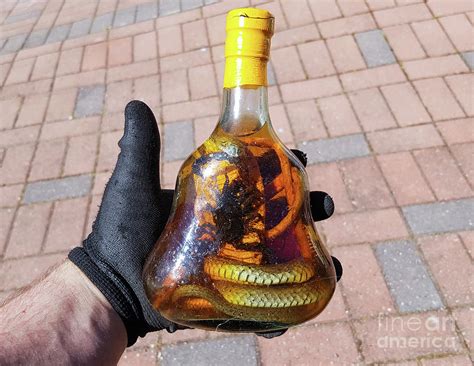 Snake wine bottle Photograph by D R - Fine Art America