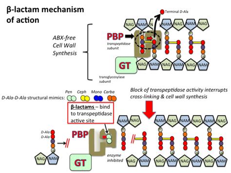 Carbapenems: History, Structure, Mechanism of Action, resistance and Antimicrobial Activity