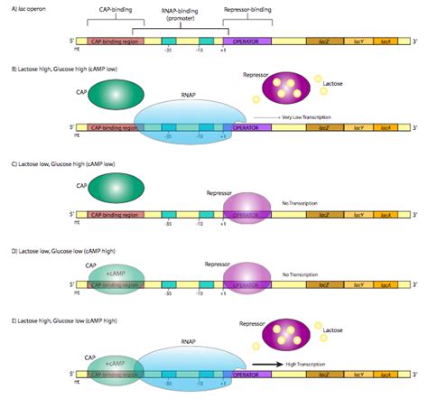 9.1: Prokaryotic Transcriptional Regulation - Biology LibreTexts