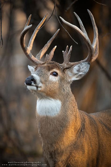 Professional Whitetail Deer Photography | Matt Hansen | Deer photography, Whitetail deer ...