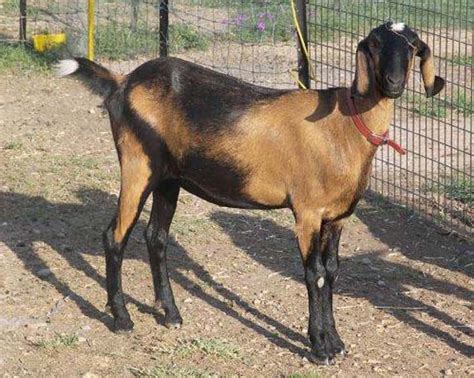 Nubian Goats Profile Information Guide | Sheep Farm