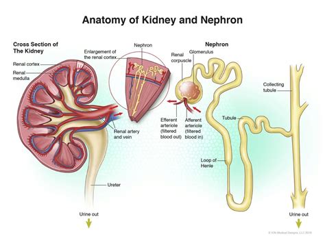 Kidney Diagram Nephron