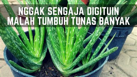 Cara Menanam Lidah Buaya di Pot Agar tumbuh Subur Besar dan Banyak Anak - YouTube