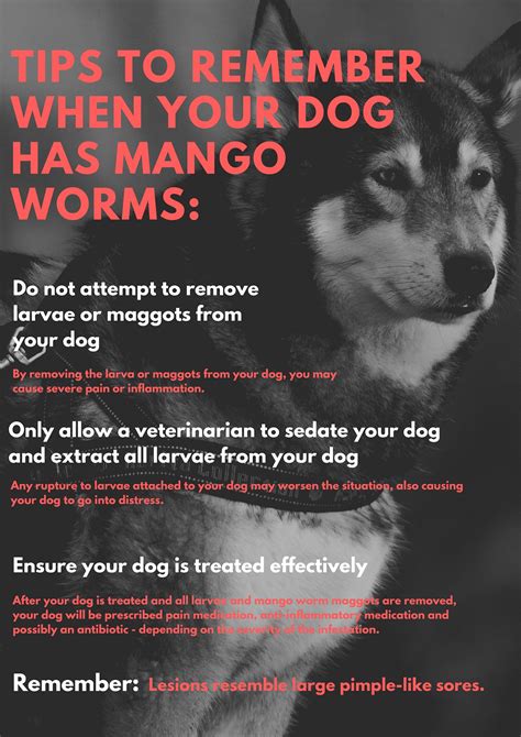 INFOGRAPHIC: How to protect your dog from mango worms | Rekord