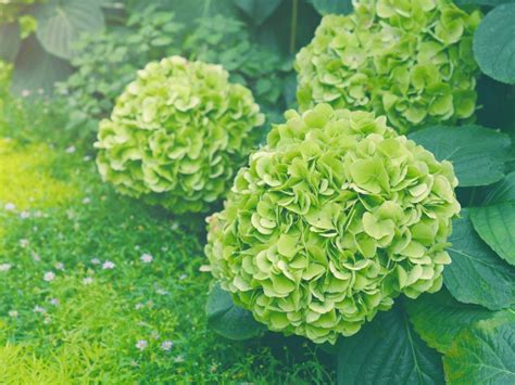 Green Hydrangea Flowers: Why Do Hydrangea Bloom Green