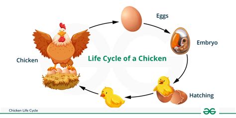 Chicken Life Cycle - Stages, Facts and FAQs GeeksforGeeks