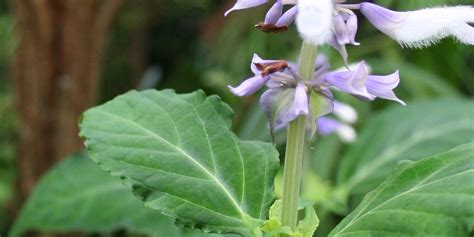 Botany: Your Guide To The Nature & Roots Of Salvia divinorum