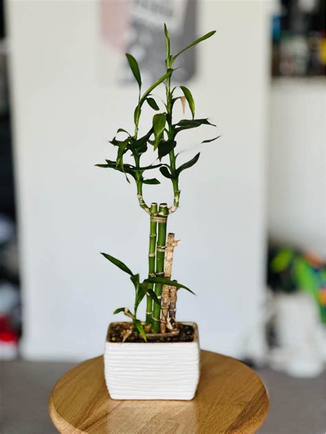 Bamboo Plants for sale in Erie, Pennsylvania | Facebook Marketplace