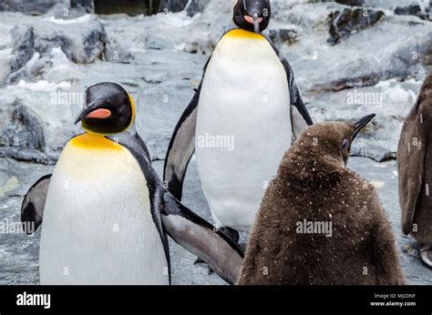 Located in the very north of Japan, Asahiyama Zoo is home to 700 animals of 124 different ...