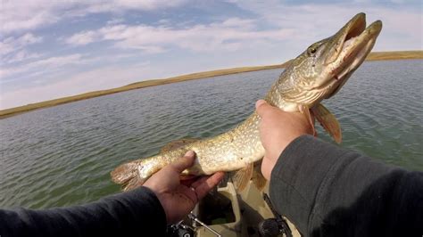 Western South Dakota Fishing: Newell Lake - Pike - YouTube