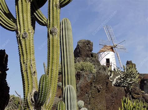 Cactus garden, Lanzarote - Stock Image - C010/3919 - Science Photo Library