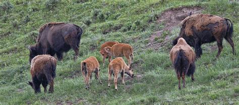 Yellowstone Baby Bison Photograph by Dan Sproul