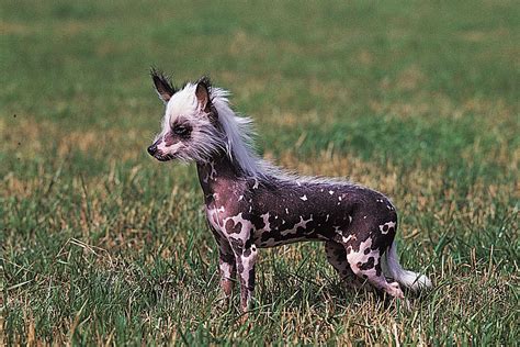 Chinese crested | Toy Dog, Hairless, & Powderpuff | Britannica