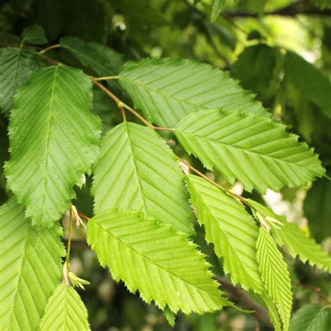 Hornbeam Hedge | Carpinus Betulus | Hedges Direct UK