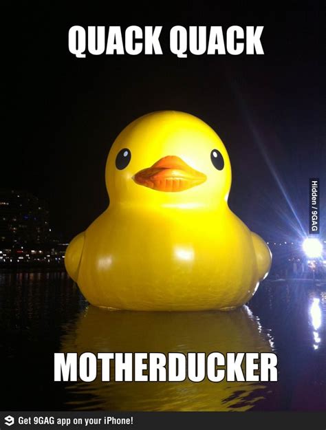 You've come to the wrong harbour. | Funny duck, Funny memes, Duck memes