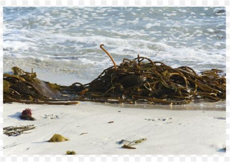 Ascophyllum Nodosum Algae Seaweed Kelp, PNG, 1024x724px, Ascophyllum ...