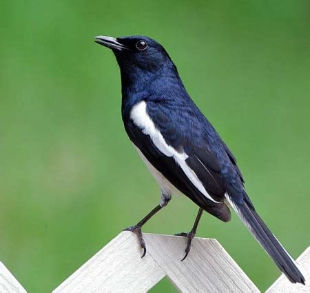 Oriental Magpie-Robin - BirdForum Opus | BirdForum