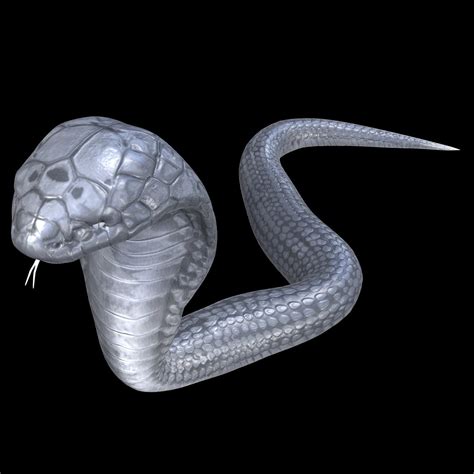 Snake ANIMATED 3D model - TurboSquid 2093313