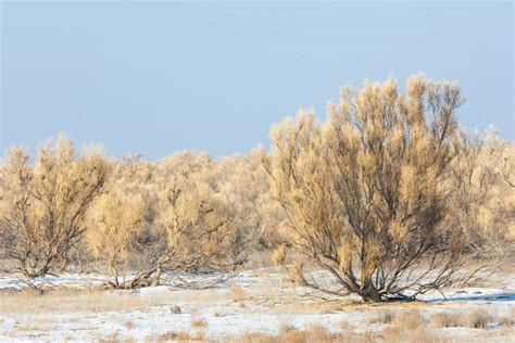 Plants of the Desert