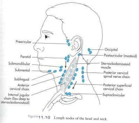 Pictures Of Cervical Lymph Nodes