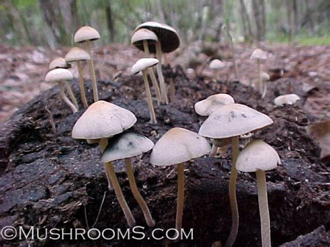 Buy Panaeolus (Copelandia) Spore Syringes in the USA - muShrooms.com