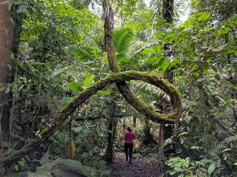 Amazon rainforest in Ecuador - Deep in the jungle - my Zen and Zany life