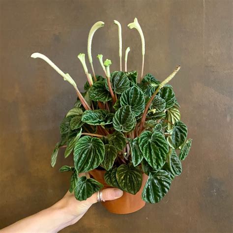 Peperomia caperata ‘Lilian’ - grow urban.