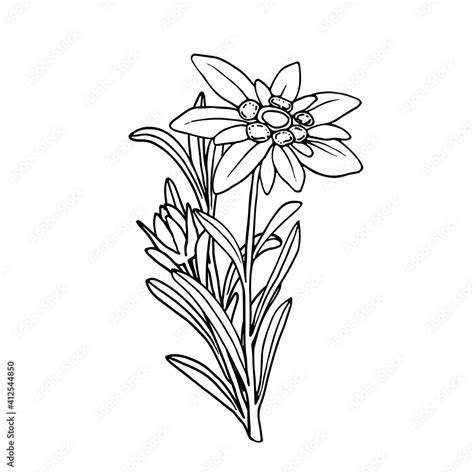 Edelweiss Flower Drawing | Best Flower Site