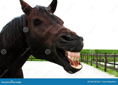 Portrait of Funny Horse. Smiling Horse. Stock Photo - Image of happiness, funny: 220730730