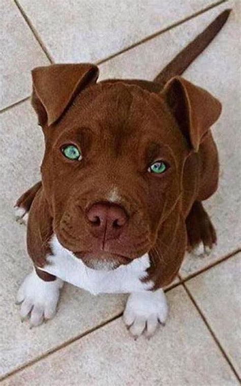 Brown Pitbull with blue eyes :) ~ Doogoo World | Cute little dogs, Cute dogs and puppies, Pitbulls