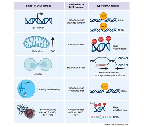 Research describes how DNA damage can affect neural health and function