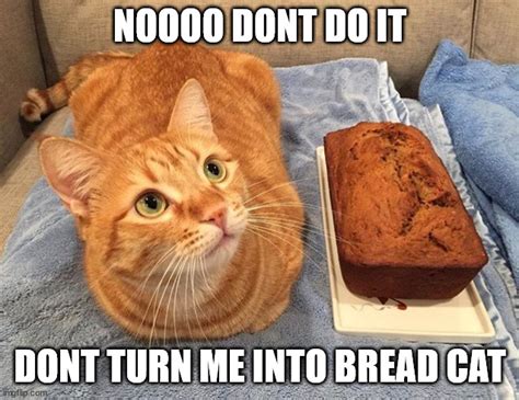 bread cat - Imgflip