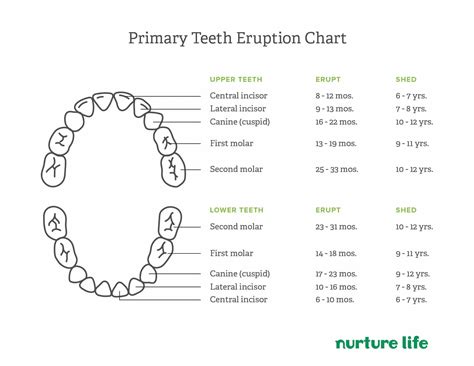 Tips for Dealing with Six-Year Molars and Baby Teeth Loss