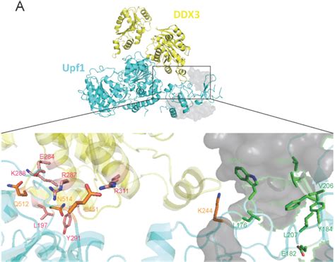 Biomolecules | Special Issue : RNA-Binding Proteins—Structure, Function, Networks and Disease