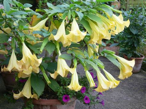 Angel Trumpet Plant Care | EDEN'S GARDEN