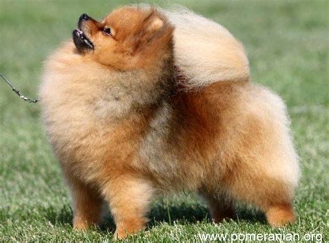 Pomeranian Haircuts and the Pomeranian Lion Cut | Pomeranian puppy, Pomeranian dog, Pomeranian breed