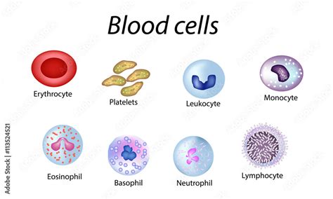 Vetor de Blood cells. Set of colored cells. Red blood cells, platelets, leukocytes, lymphocytes ...