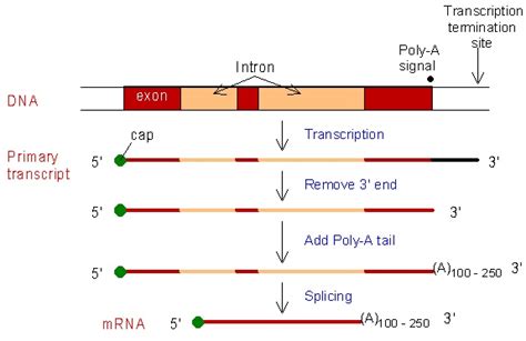 RNA Processing - Biochemistry - Medbullets Step 1