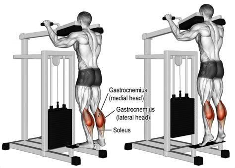 Calf Exercises: Standing Vs Seated Calf Raise – Fitness Volt