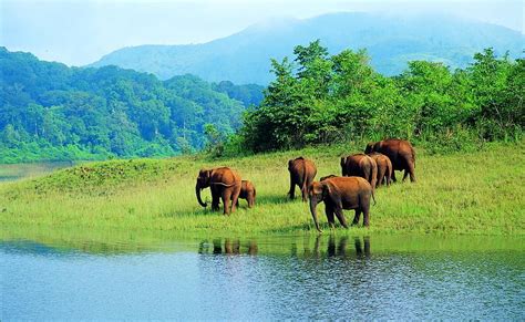 30 Wayanad Tourist Places: 2025 (Updated List With Photos)