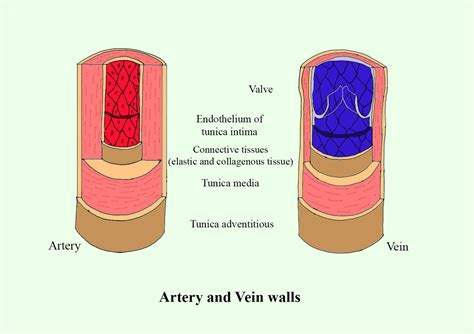 The main difference in the structure of arteries and veins is in(a) Tunica interna, made up of ...