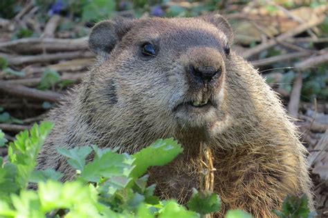 7 Facts About Groundhogs You Should Know - Brightly