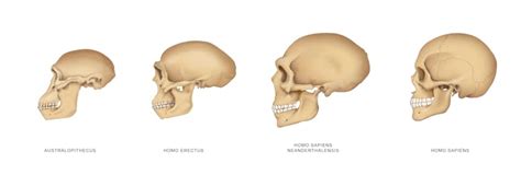 A snapshot of our mysterious ancestor Homo erectus - History Guild