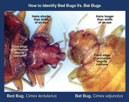 How to Deal with Bat Bugs - Pest Control Technology