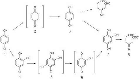 4: Proposed 4-chlorophenol degradation pathway in A. chlorophenolicus... | Download Scientific ...