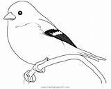 Eastern Goldfinch Coloring Page Sketch sketch template