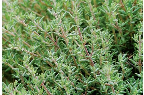 Image result for picture of thyme plant | Thyme plant, Plants, Herbs