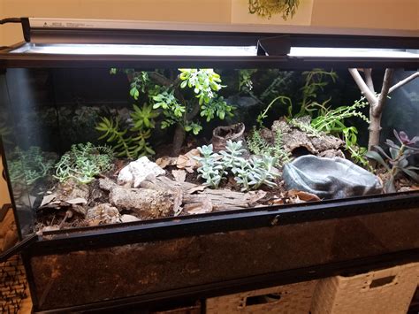 Western hognose bioactive terrarium freshly planted! Fingers crossed ...