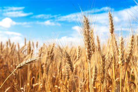 Organic hard winter wheat prices up in July-August | 2018-09-26 ...